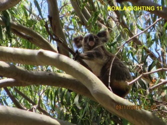 11_Koala 1 of 4 sighted concurrently_9 Nov2014.jpg